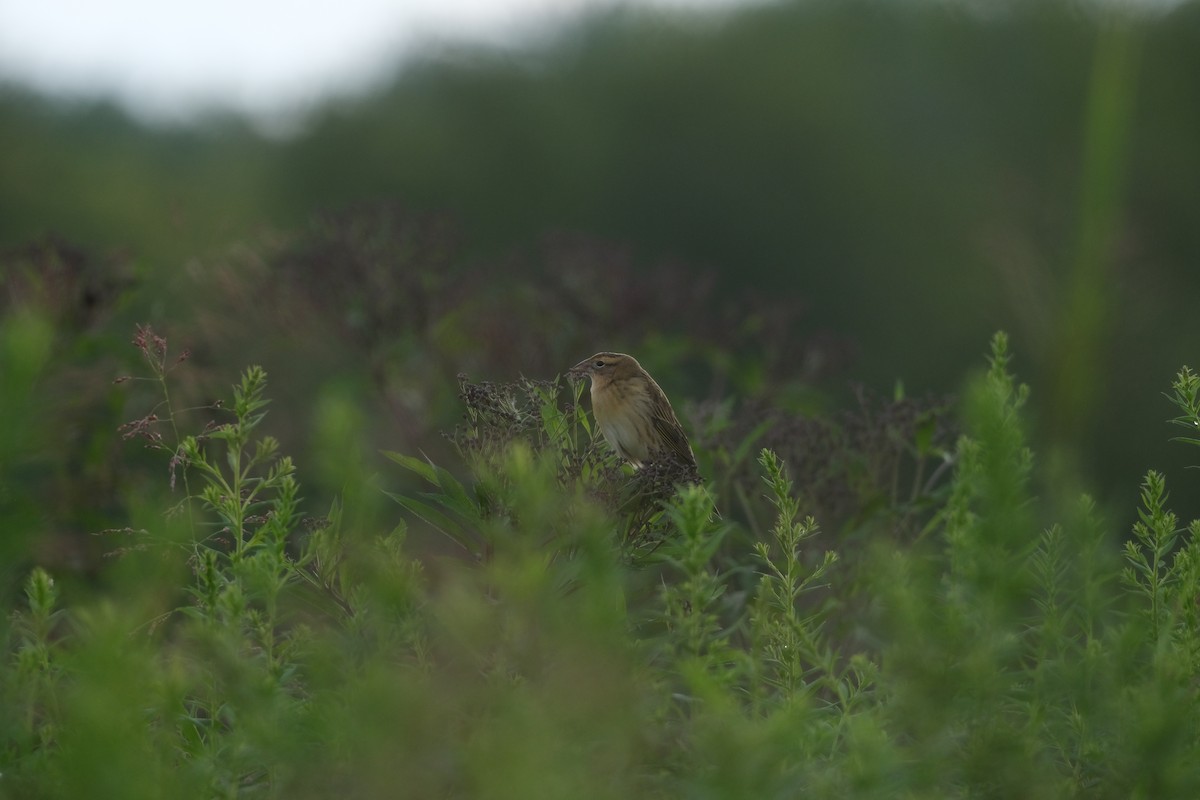 bobolink - ML639757308