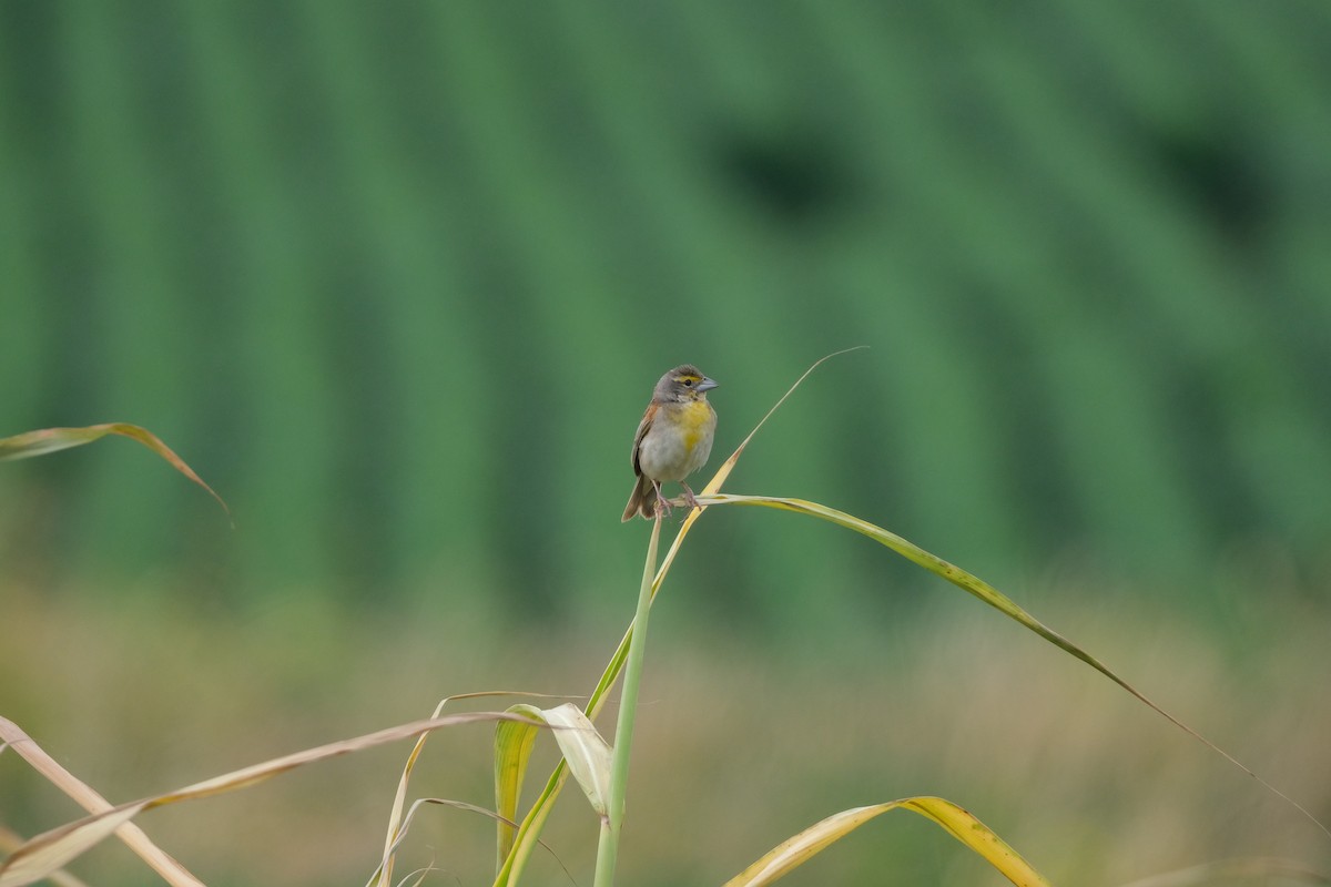 sisselspurv - ML639757331