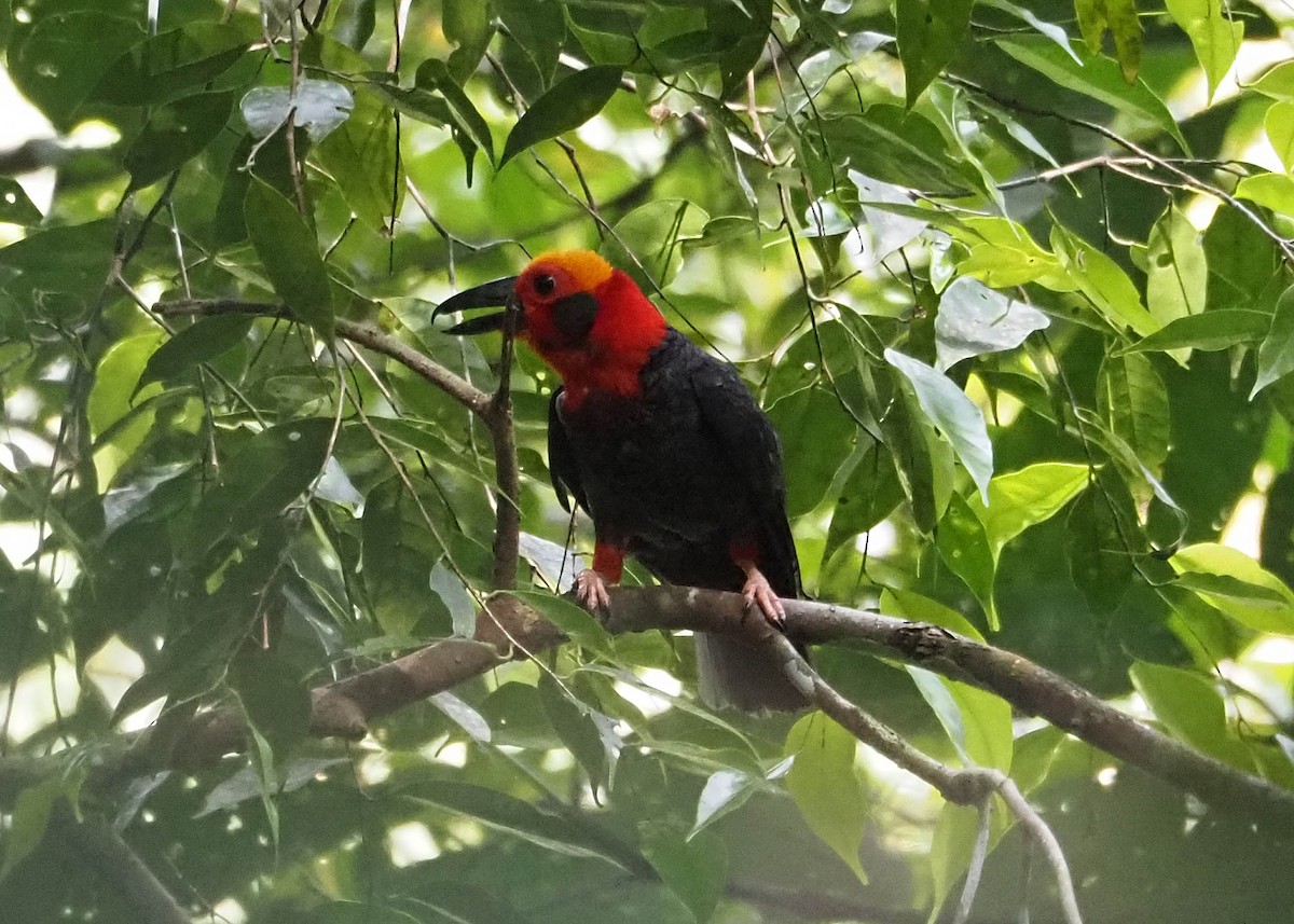 Bornean Bristlehead - ML639757407