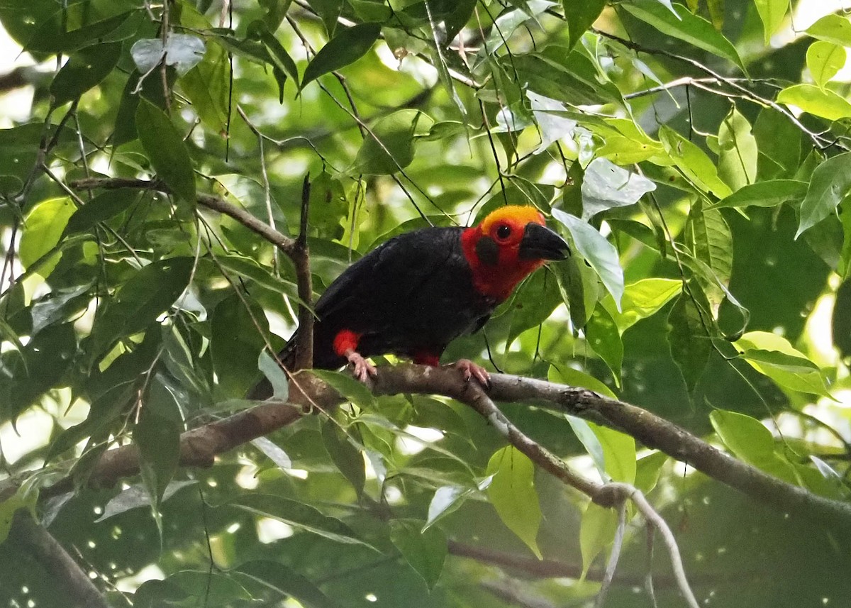 Bornean Bristlehead - ML639757409