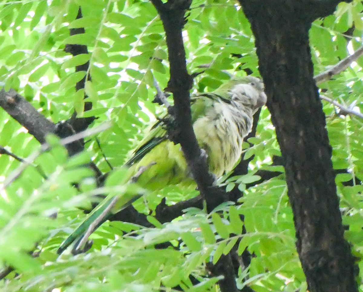 Monk Parakeet - ML639757484