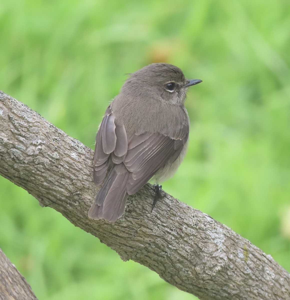 African Dusky Flycatcher - ML639757514