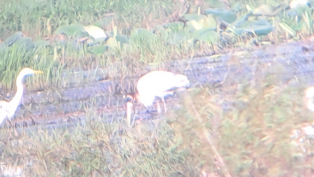 Waldstorch - ML639757534