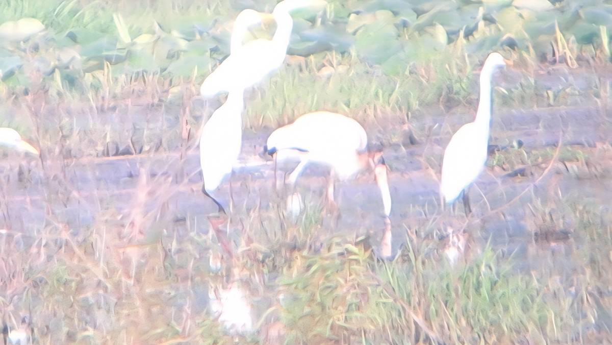 Waldstorch - ML639757613