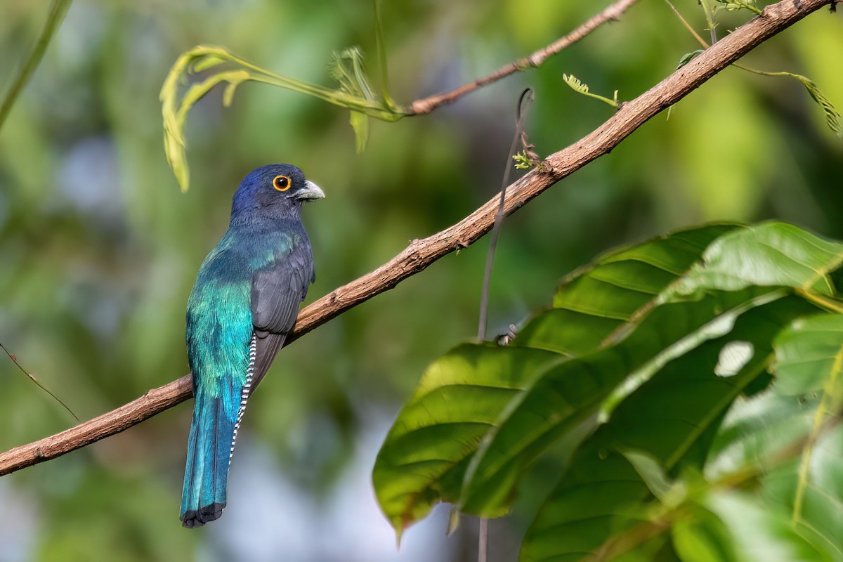 amazontrogon - ML639757724