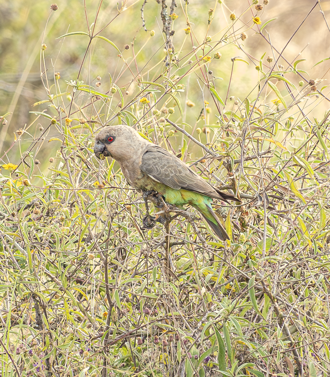Red-bellied Parrot - ML639757806