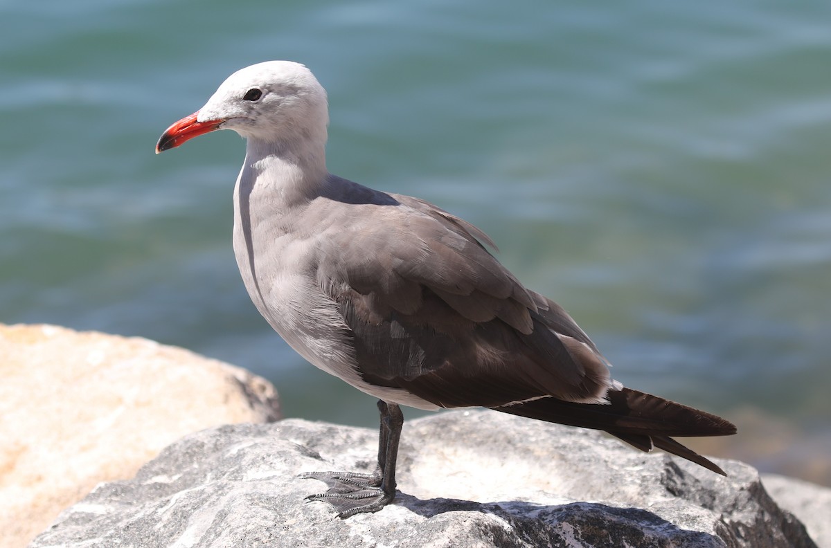 Heermann's Gull - ML639757952