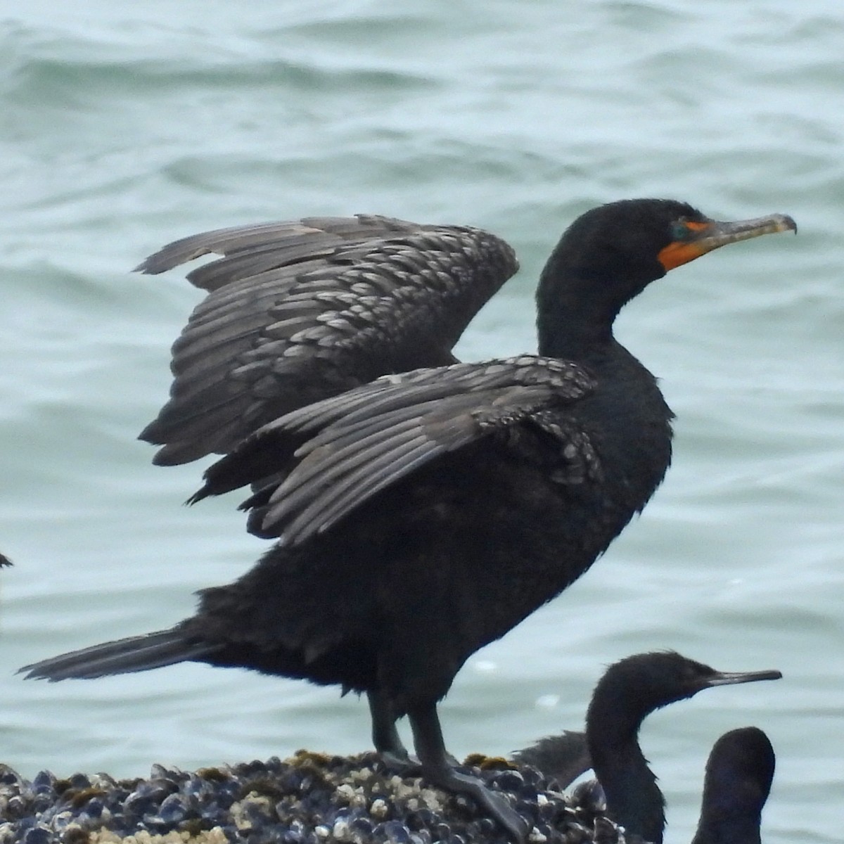 Double-crested Cormorant - ML639757953