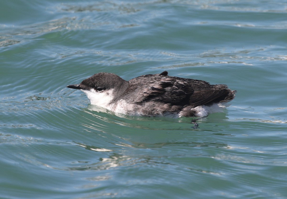 Scripps's Murrelet - ML639757969