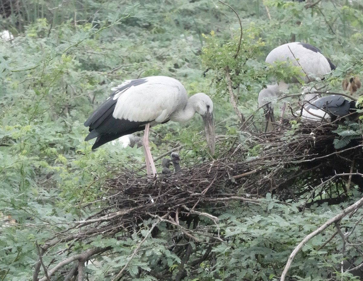 Asian Openbill - ML639757976