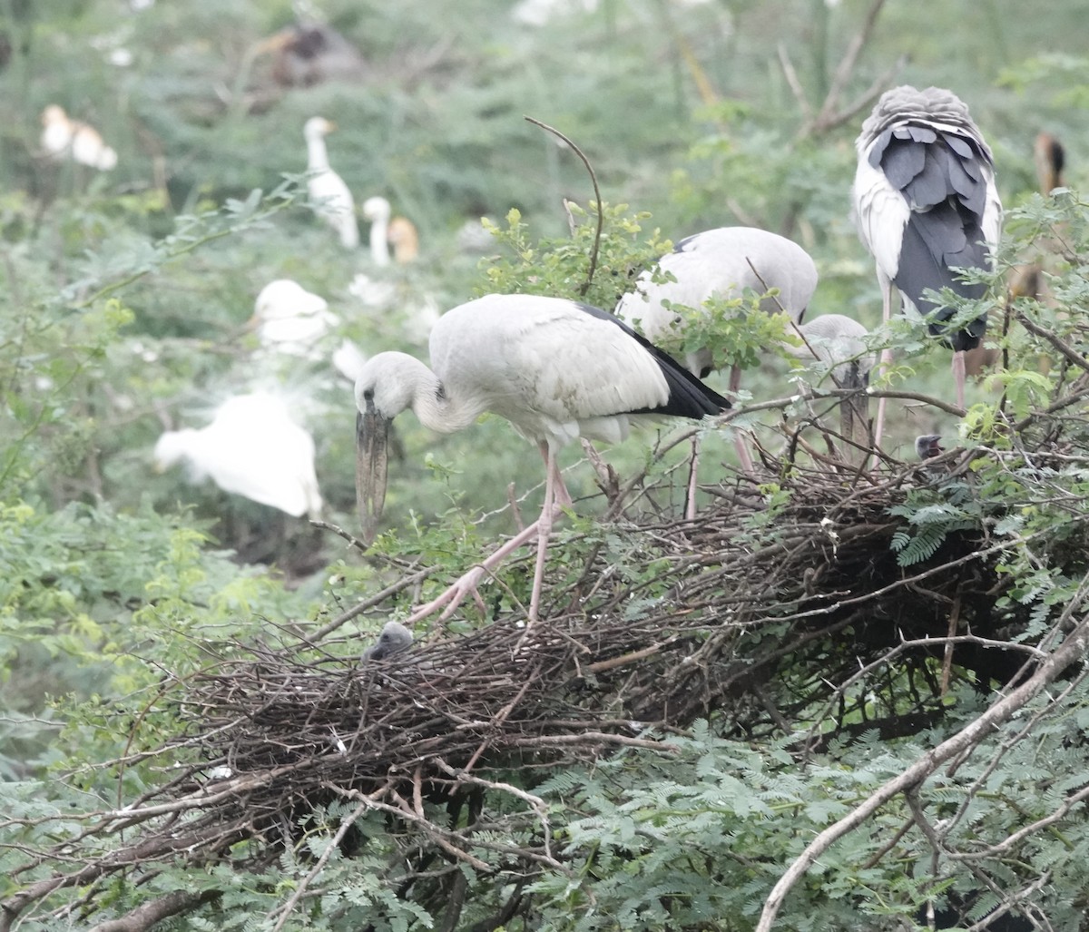 Asian Openbill - ML639757977