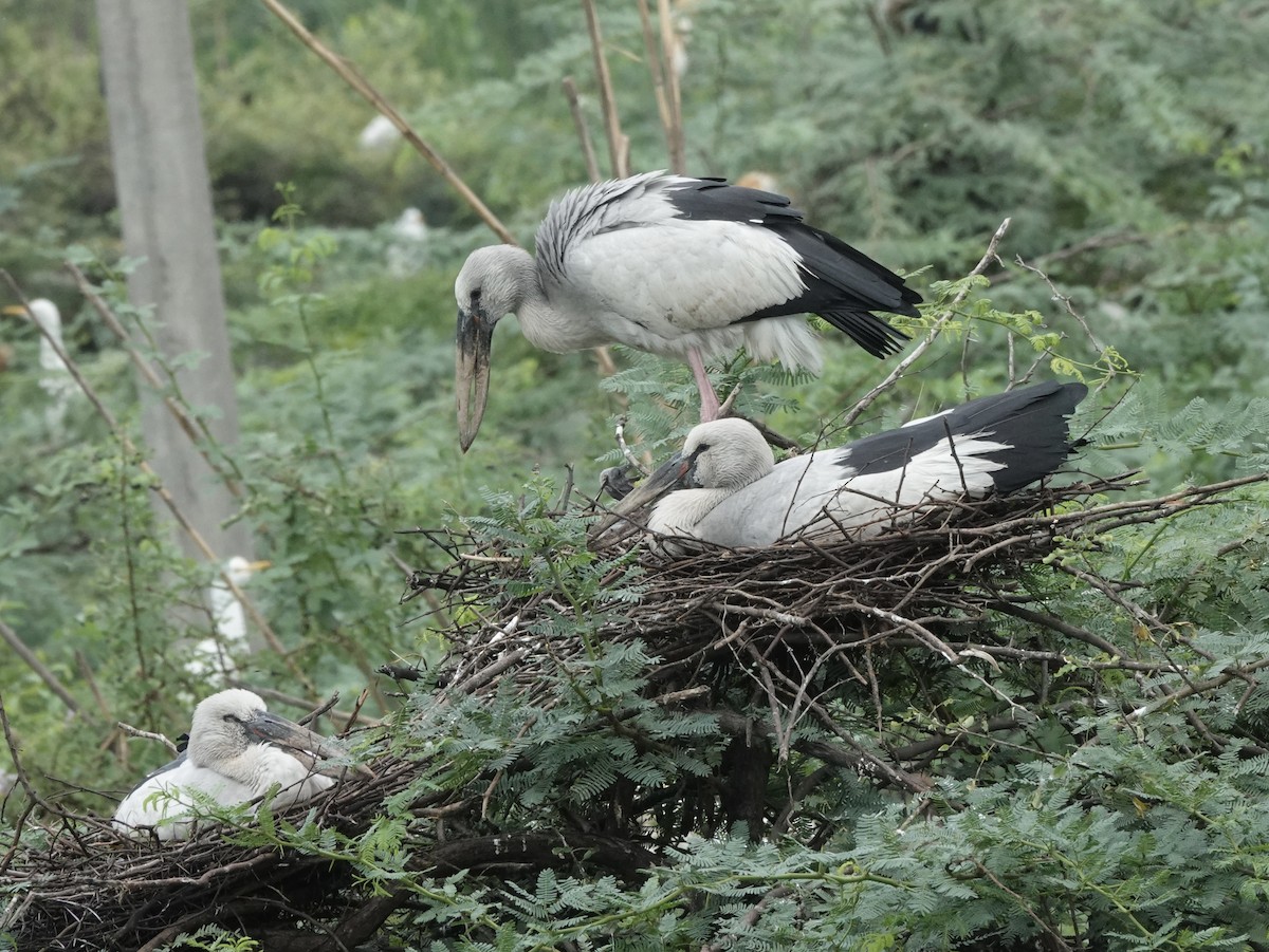 Asian Openbill - ML639757978