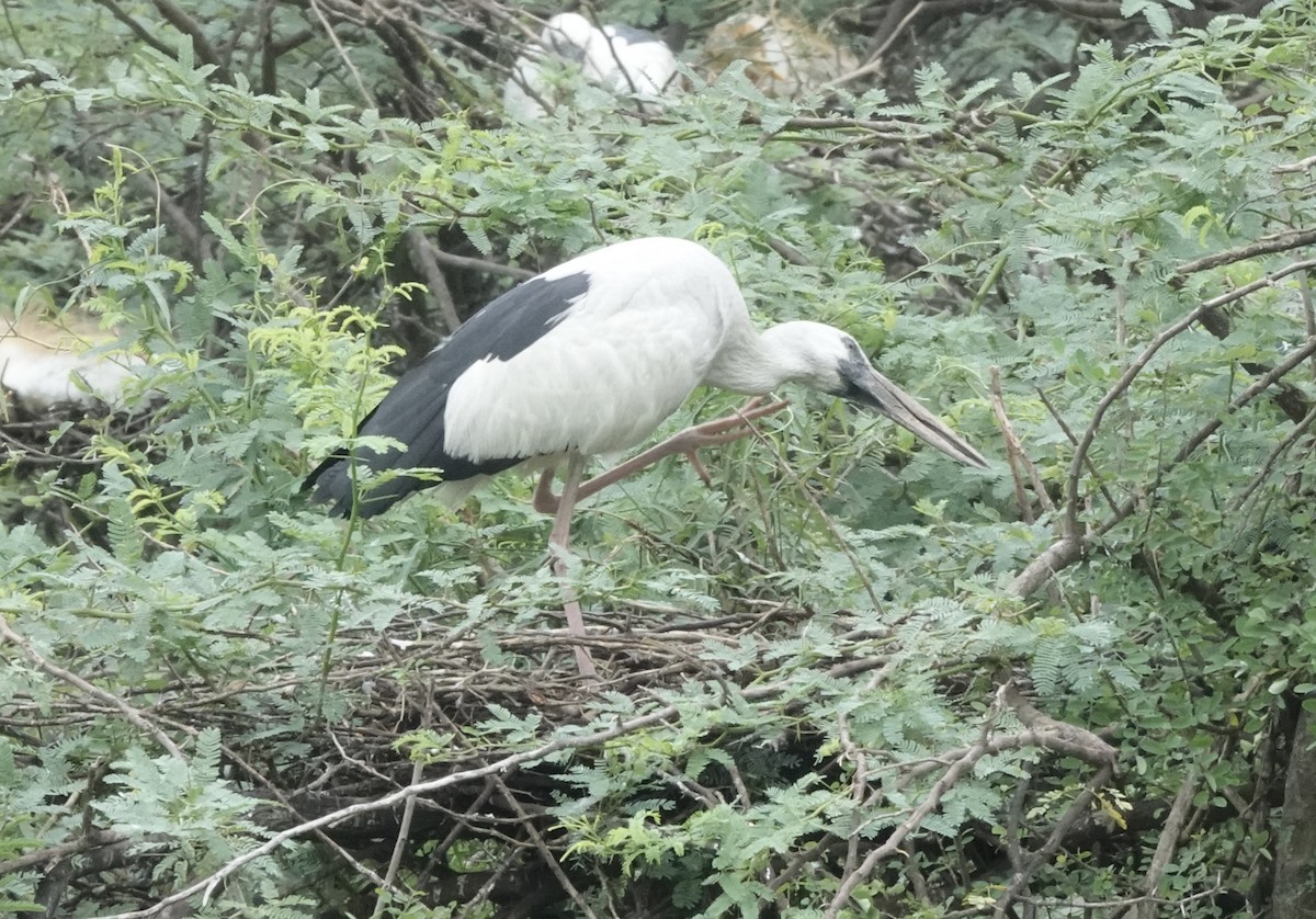 Asian Openbill - ML639757979