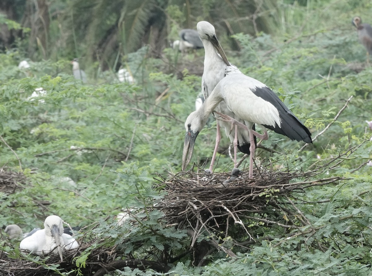 Asian Openbill - ML639757980