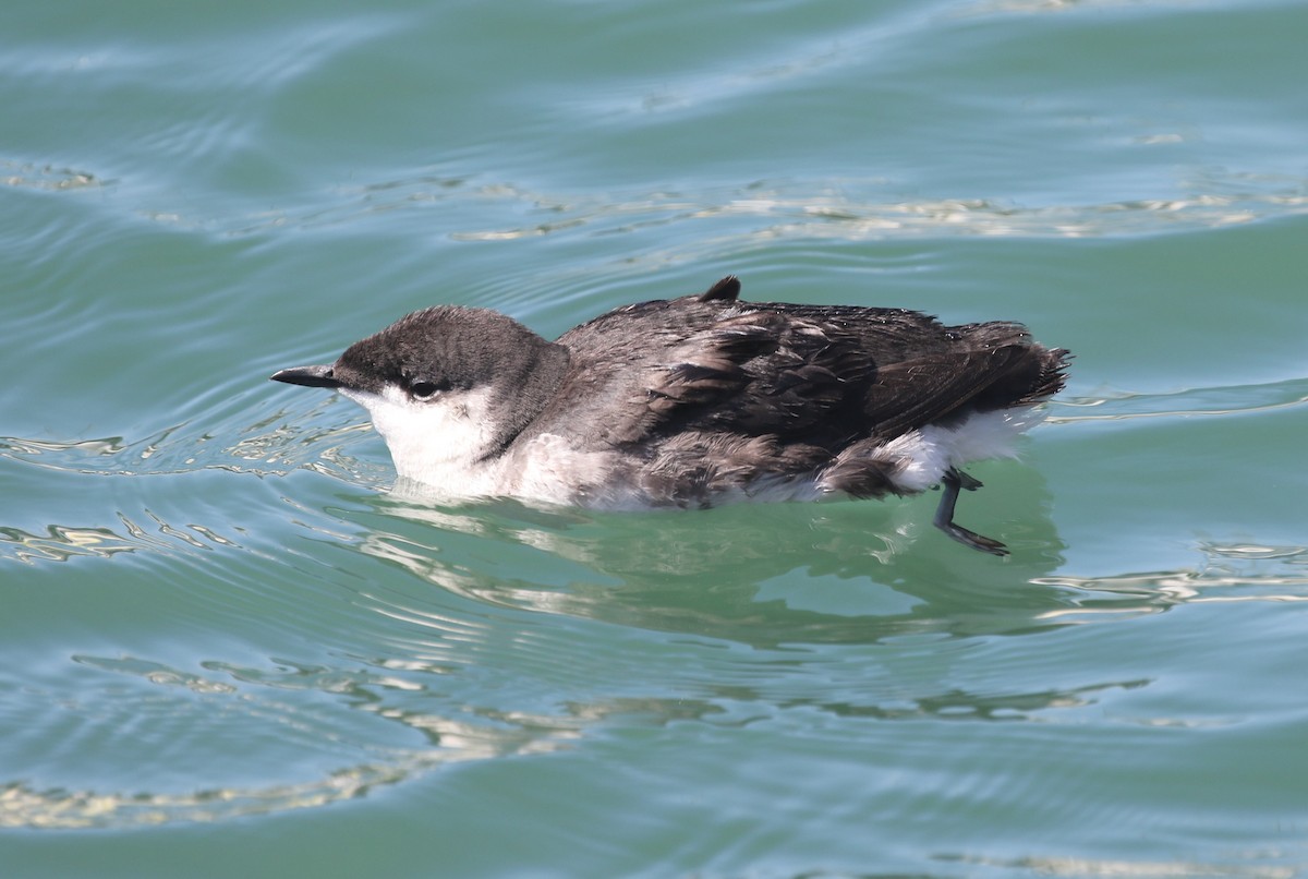 Scripps's Murrelet - ML639757983