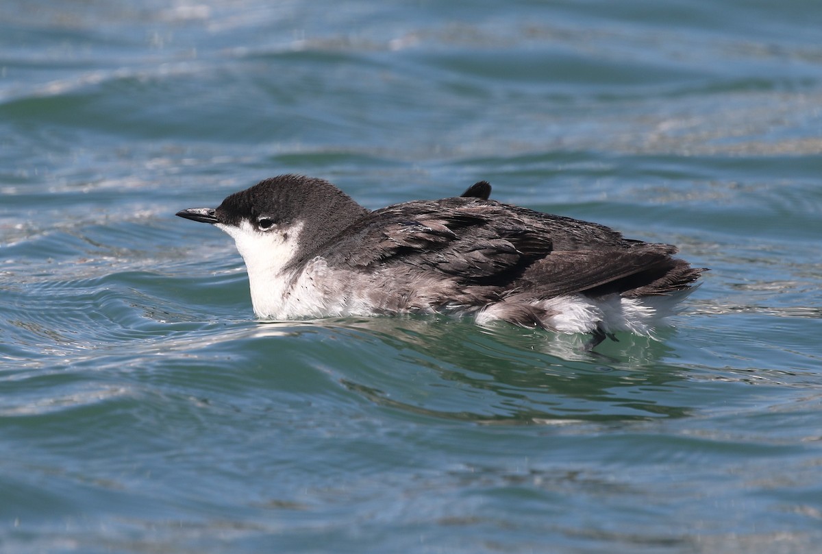 Scripps's Murrelet - ML639758010