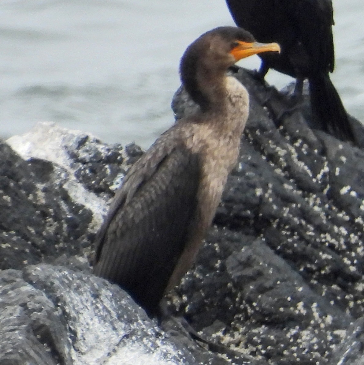 Double-crested Cormorant - ML639758011