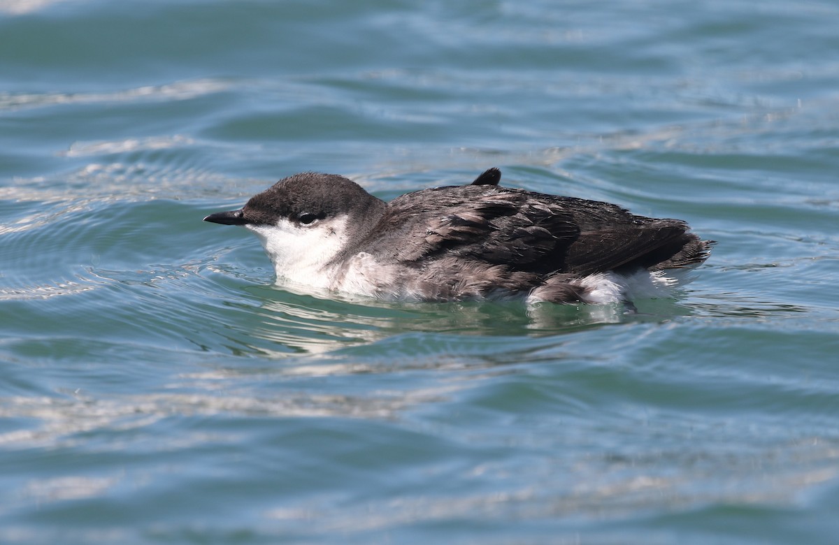 Scripps's Murrelet - ML639758014