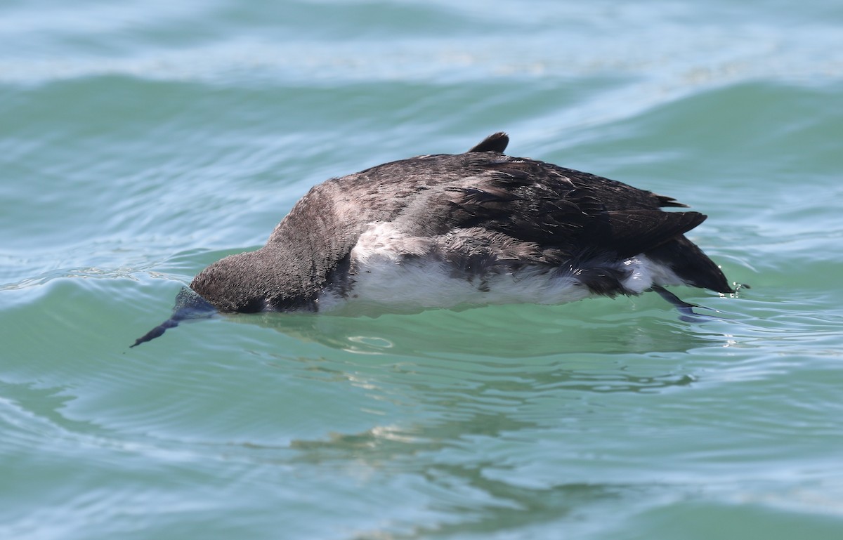 Scripps's Murrelet - ML639758020