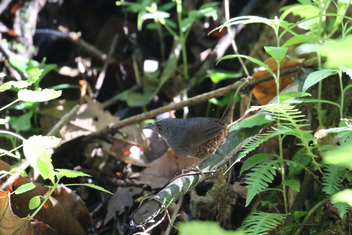 Santa Marta Tapaculo - ML639758070