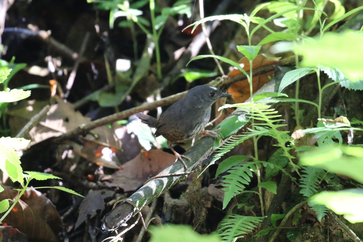 Santa Marta Tapaculo - ML639758071