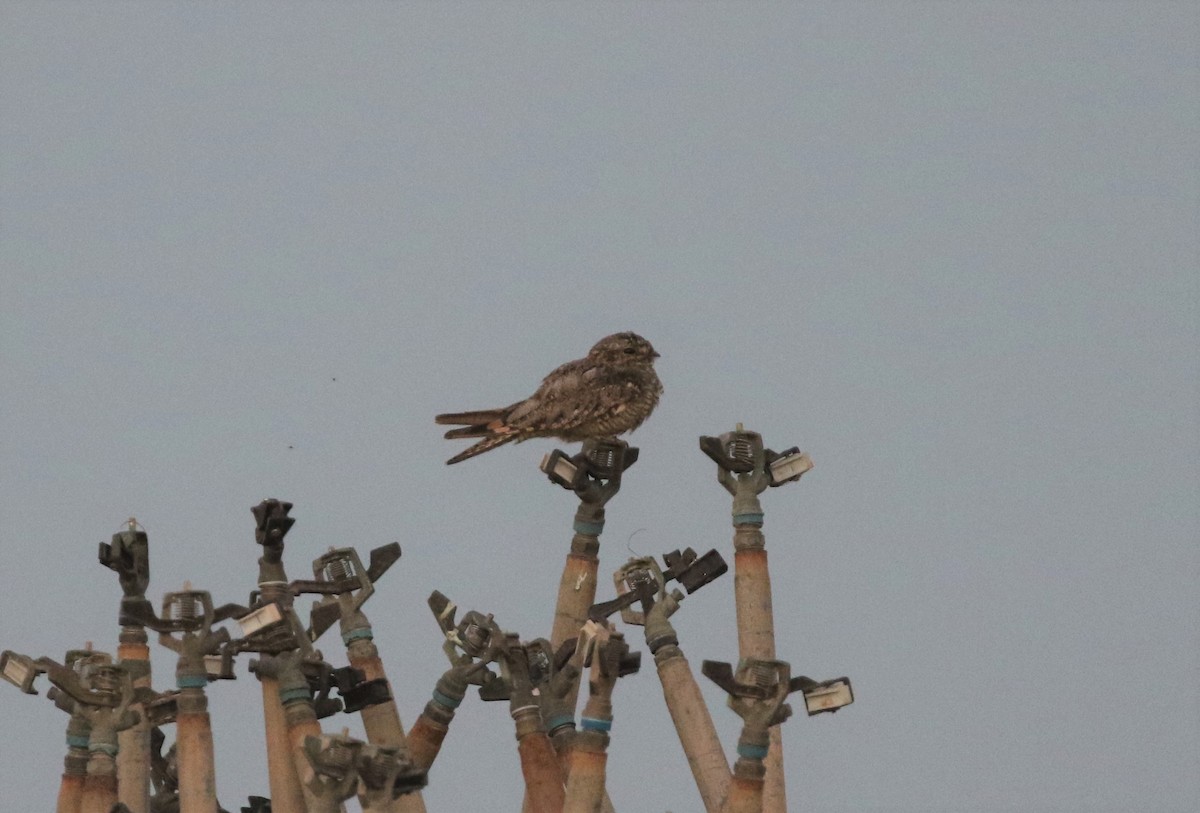 Lesser Nighthawk - ML639758075