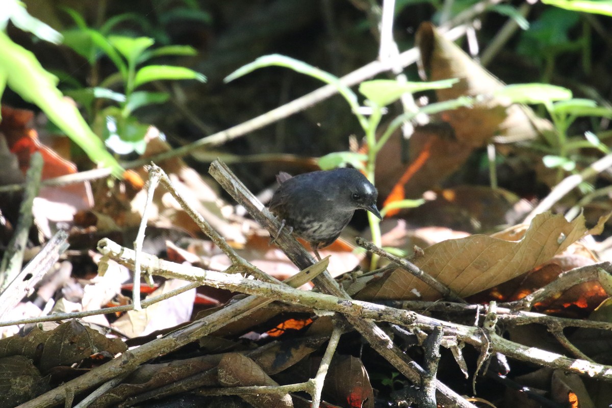 Santa Marta Tapaculo - ML639758089