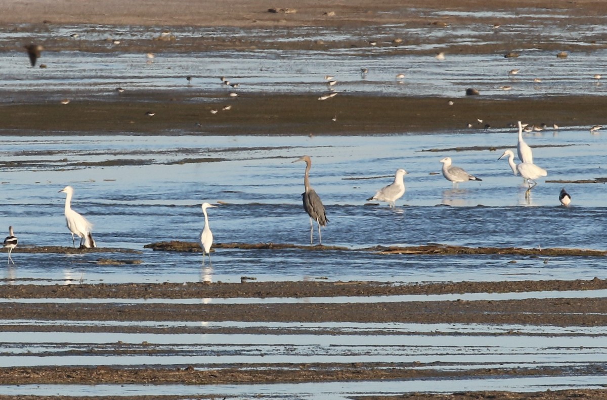 Reddish Egret - ML639758136