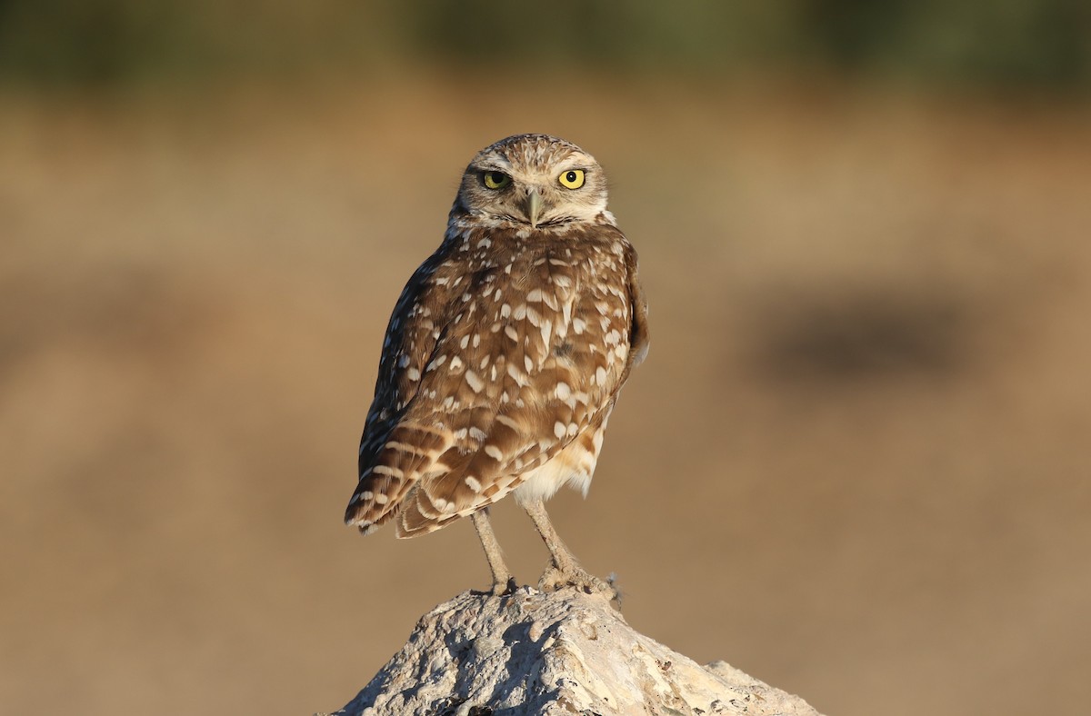 Burrowing Owl - ML639758156