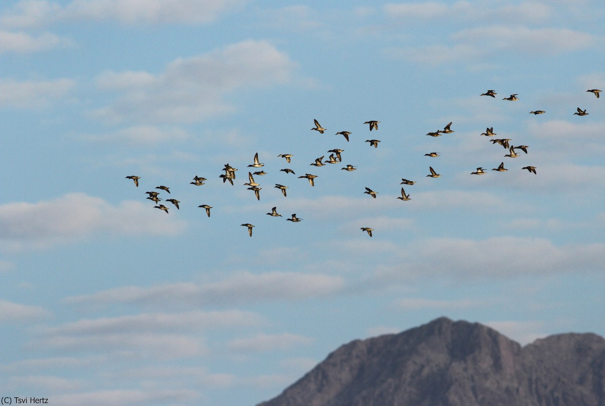 Çamurcun - ML639758233