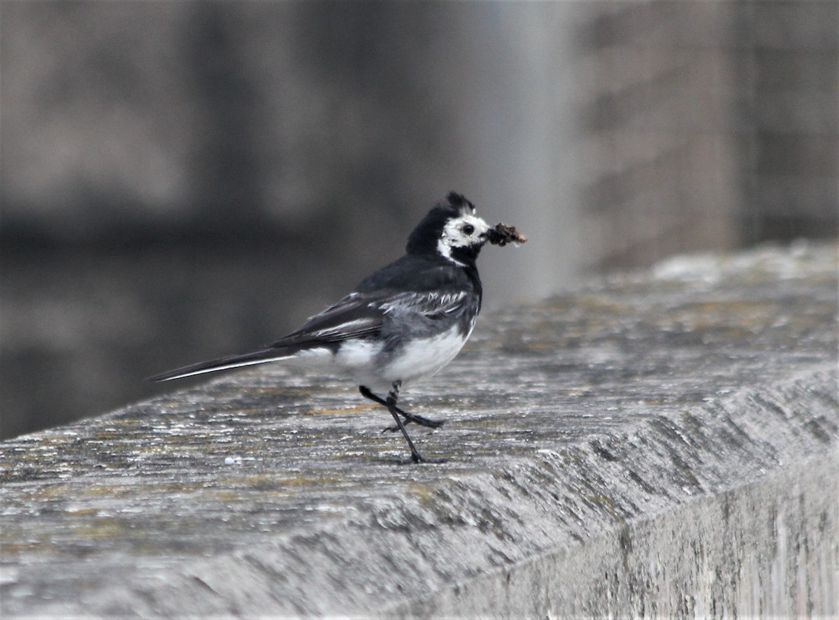 White Wagtail (British) - ML639758303