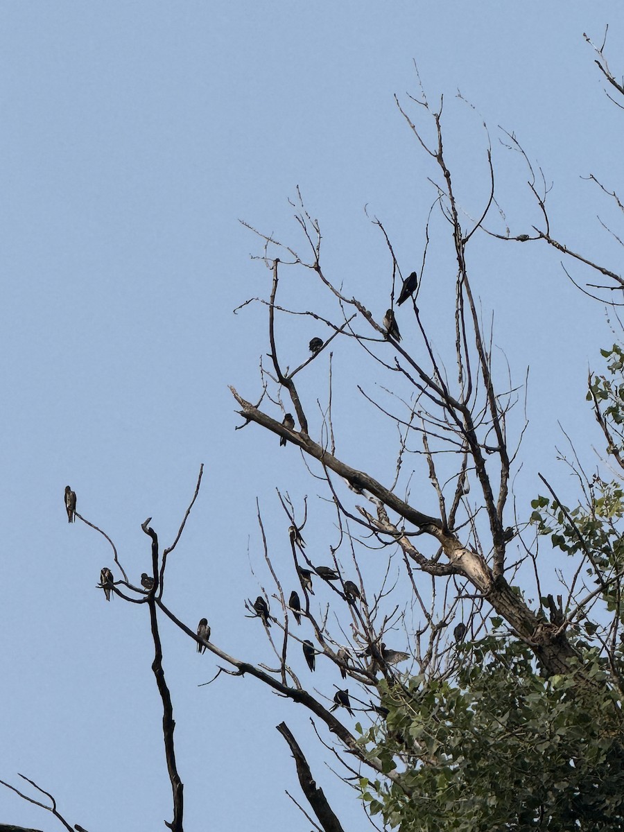 Purple Martin - ML639758340