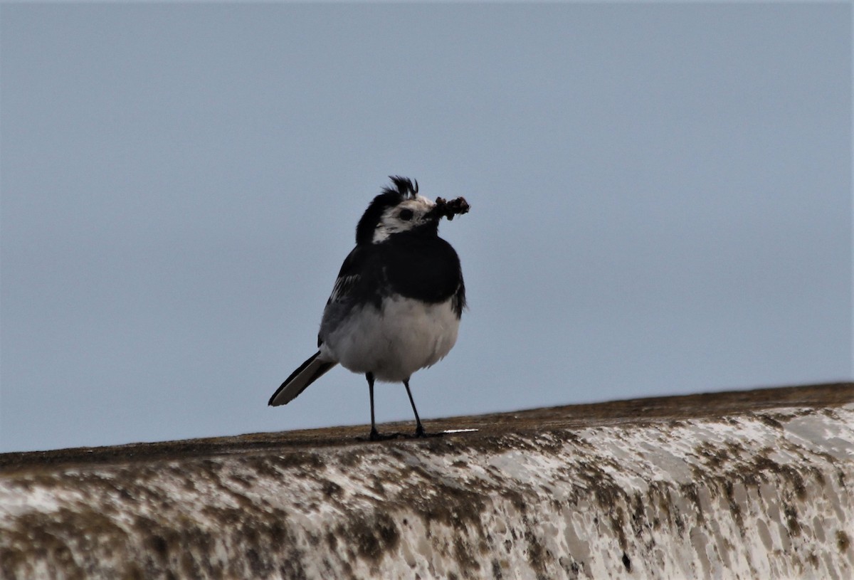 White Wagtail (British) - ML639758348