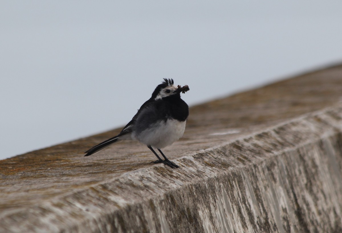 White Wagtail (British) - ML639758362