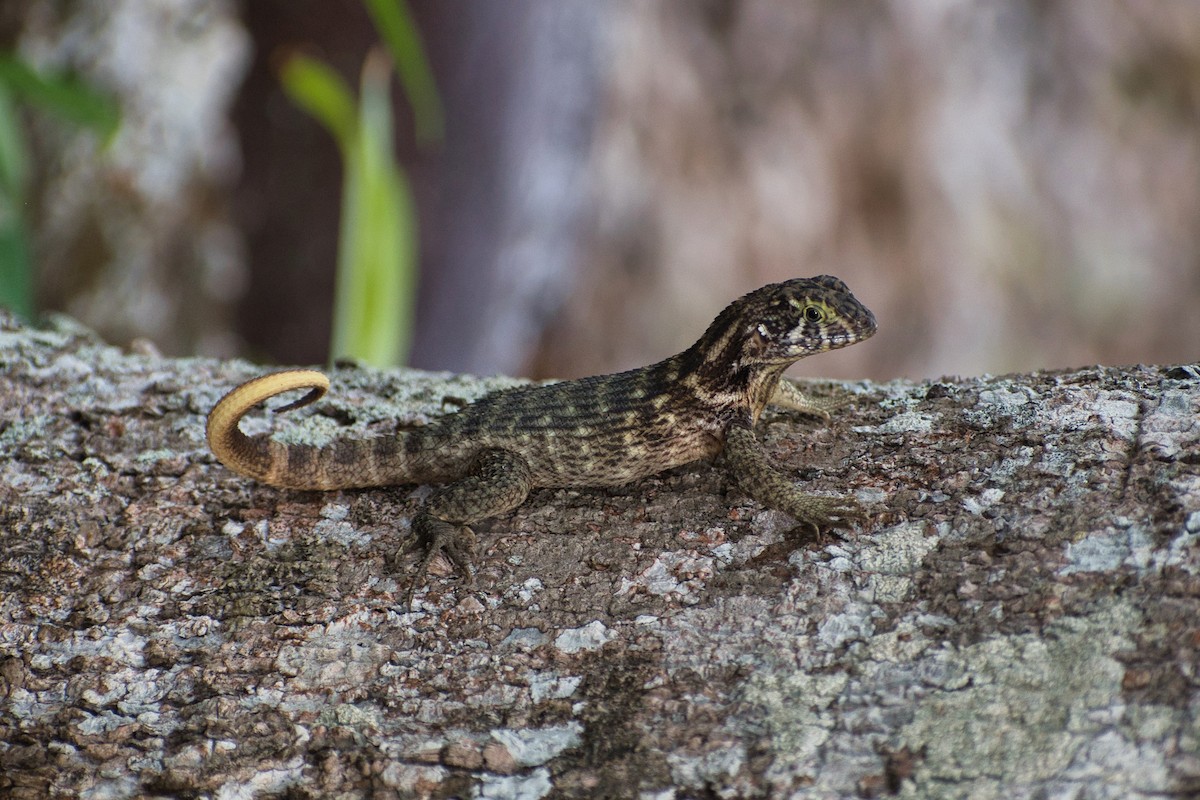 Northern Curly-tailed Lizard - ML639758364