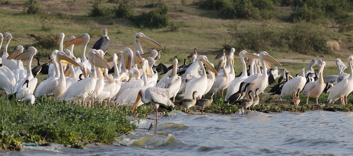 Great White Pelican - ML639758402