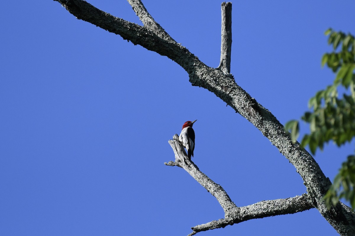 Red-headed Woodpecker - ML639758530
