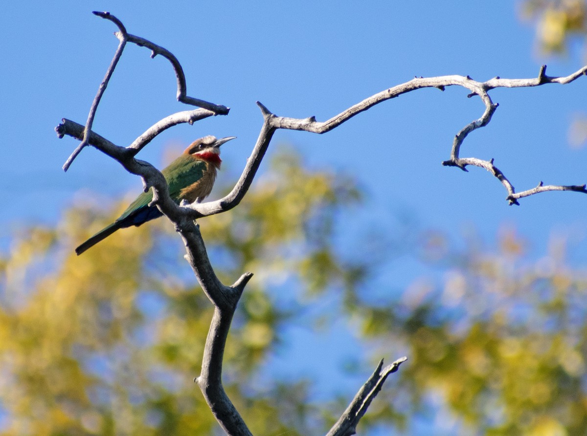 White-fronted Bee-eater - ML639758591