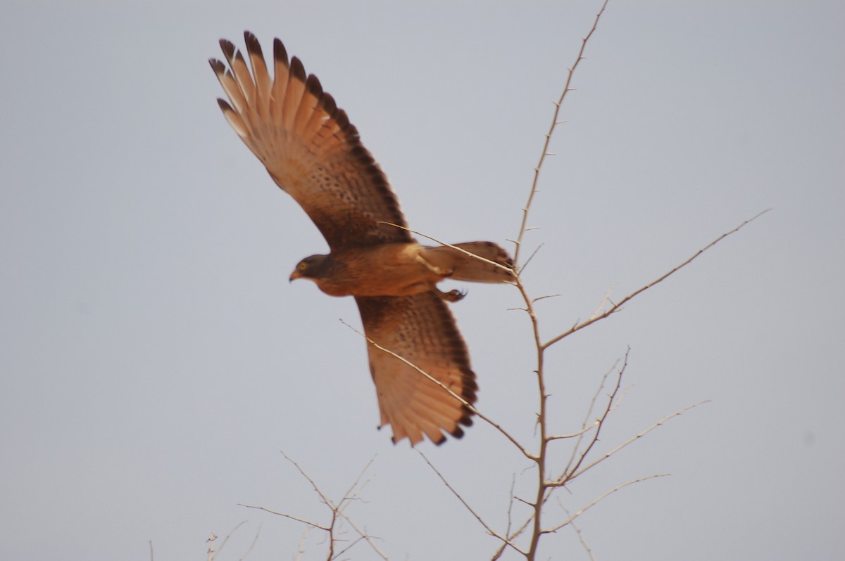Grasshopper Buzzard - ML639758628