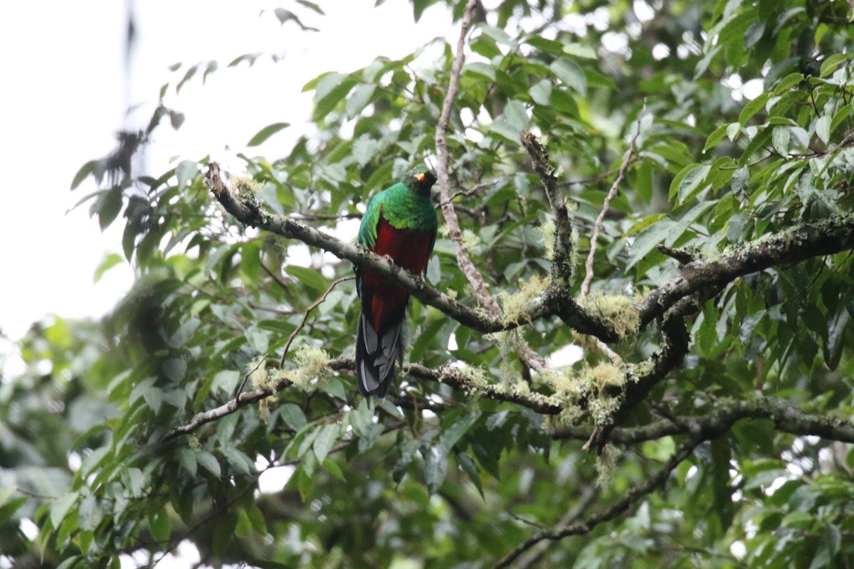 Quetzal Fúlgido - ML639758750