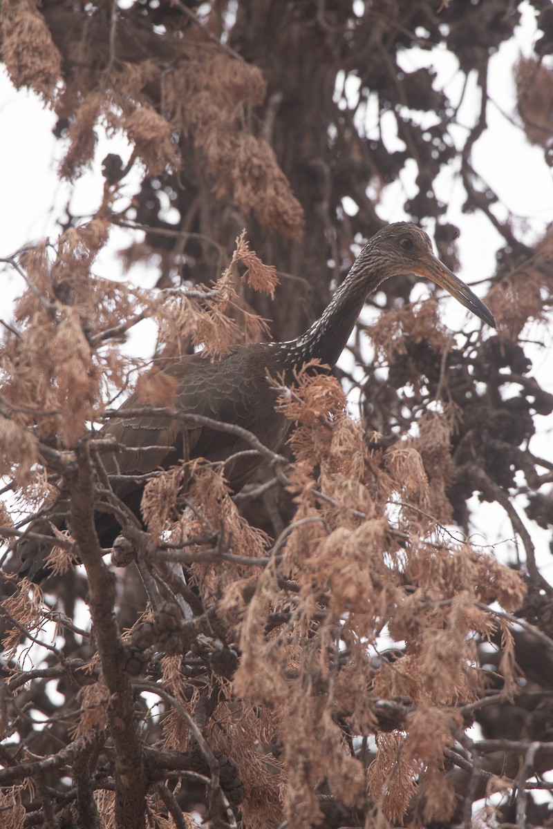 Limpkin - ML639758897