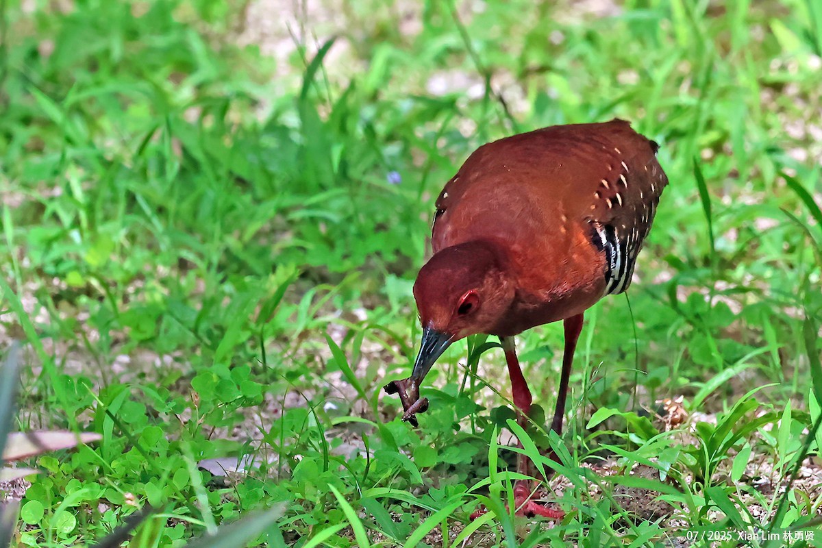 Red-legged Crake - ML639758904