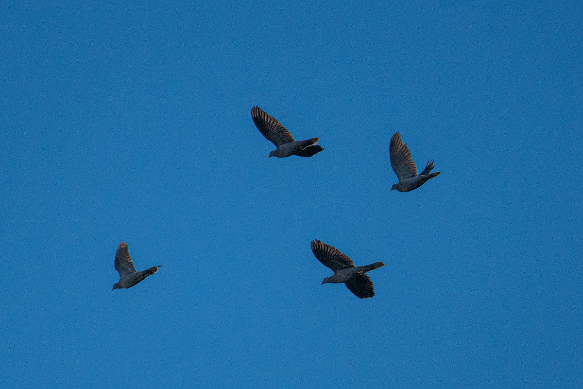 Band-tailed Pigeon - ML639758910