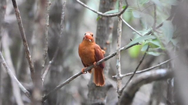 Ruddy Kingfisher - ML639758918