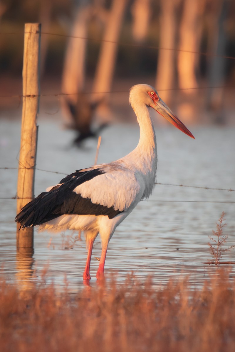 Maguari Stork - ML639758921