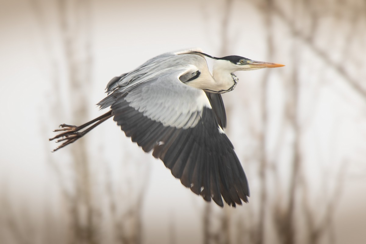 Cocoi Heron - ML639758938