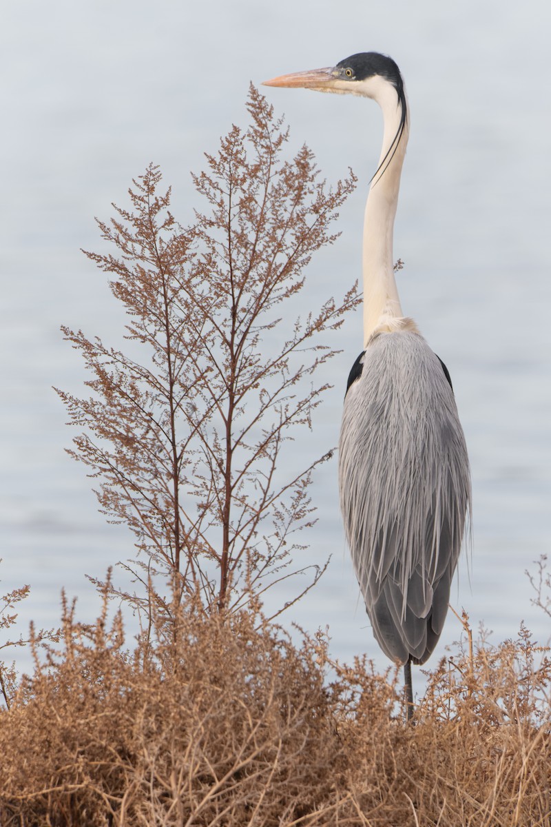 Cocoi Heron - ML639758939