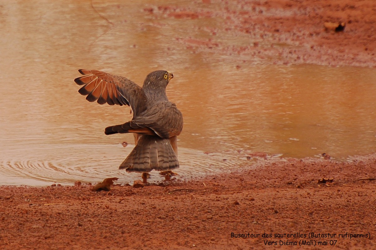 Grasshopper Buzzard - ML639758953