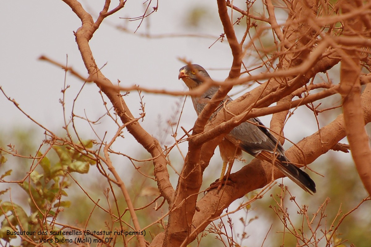 Grasshopper Buzzard - ML639758954