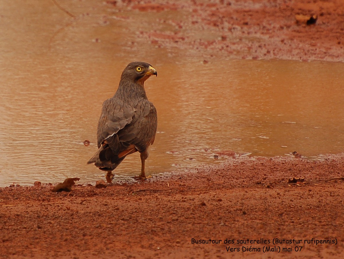 Grasshopper Buzzard - ML639758955